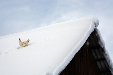 Optimistic hen sits on snow covered roof of old wooden village house. Flying chicken escaped from coop in winter time away to live. Free bird enjoy life in summit. Freedom background. © Daniil