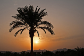 Fototapeta na wymiar Sunset of Sinai