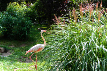 Greater Flamingo, Phoenicopterus ruber, beautiful pink big bird on the background of green plants in the nature habitat