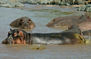 Fototapeta premium Hippopotamus (Hippopotamus amphibius) adult defecating in Serengeti National Park