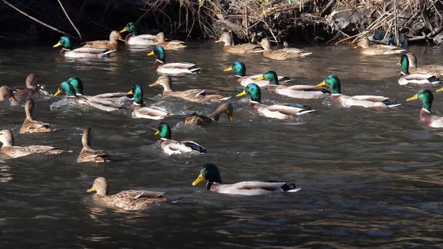 Ducks swim in the pond. Wild duck. Feeding the ducks