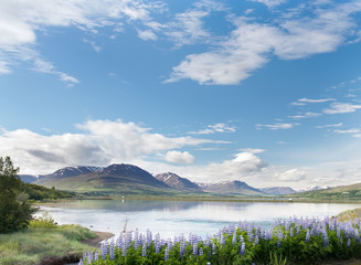 Blooming Lupines on Iceland