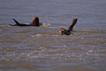 phoques veaux marins © Patrick