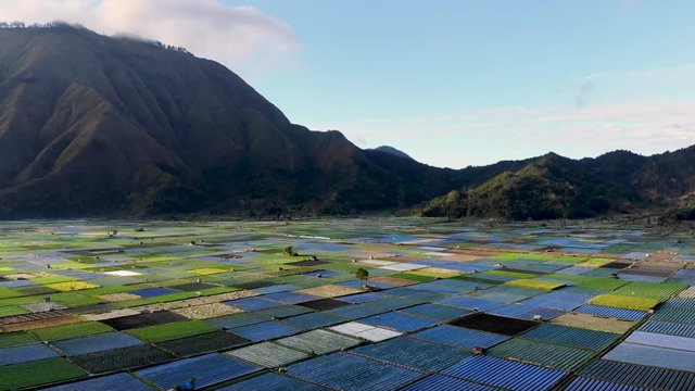 Aerial scenic view of some amazing rice fields of Sembalun, where is cultivated one of the best rice in the world. Situated in Lombok, Indonesia.