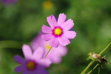 Fototapeta premium コスモス 