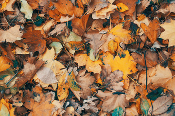 autumn leaf texture