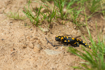 Salamander in the forest