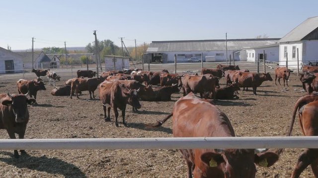 Herd of cows grazing near the farm