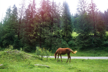 Naklejka premium Views of the mountains from the road in Europe. Misty landscape of beautiful autumn. Stock photo for design