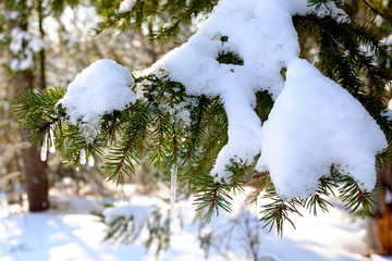 beautiful winter in the forest