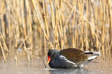 Common Moorhen (Gallinula chloropus) in winter, Leipzig, Saxony, Germany