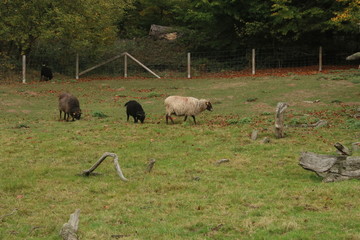 Black and white skudda sheep grazing in a field
