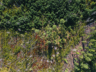 View of the burned forest from a height