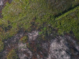 View of the burned forest from a height