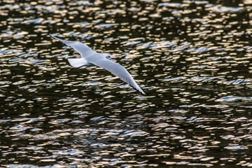 Lachmöwe (Larus ridibundus)