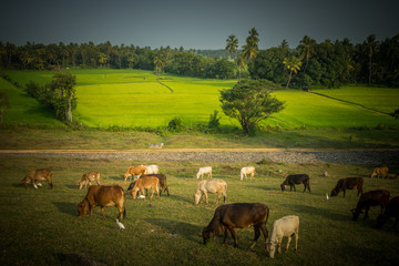grazing cows