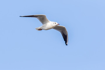 Obraz premium Lachmöwe (Larus ridibundus)