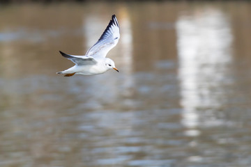 Lachmöwe (Larus ridibundus)