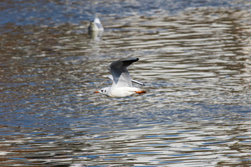 Lachmöwe (Larus ridibundus)