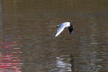 Lachmöwe (Larus ridibundus)