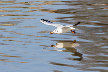 Lachmöwe (Larus ridibundus)