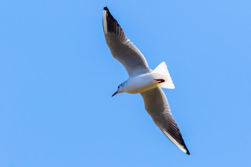 Lachmöwe (Larus ridibundus)