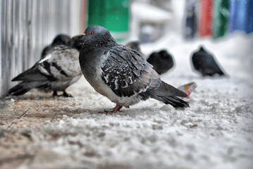  the dove freezes in the snow