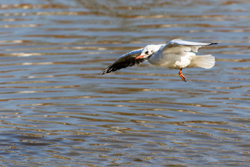 Lachmöwe (Larus ridibundus)