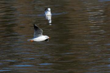 Lachmöwe (Larus ridibundus)