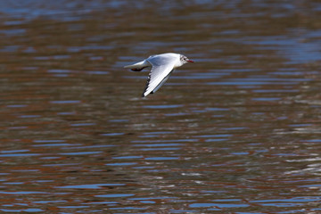 Lachmöwe (Larus ridibundus)