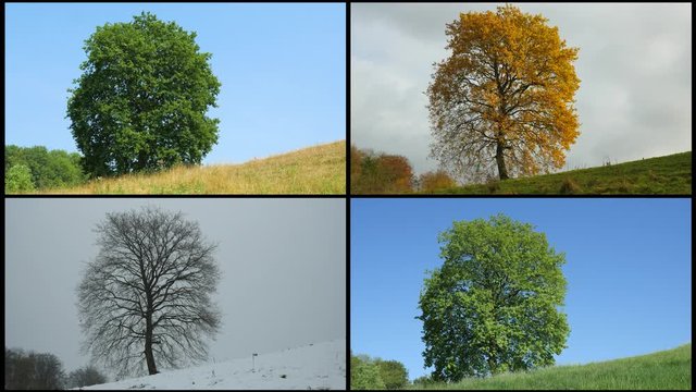 Four seasons. Big tree filmed during summer, autumn, winter, spring. Image montage