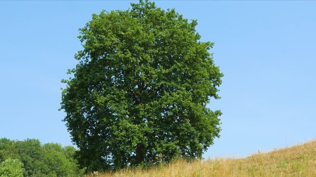 Four seasons. Big tree filmed during summer, autumn, winter, spring