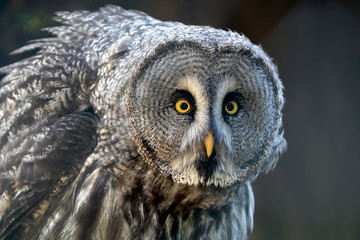 Great grey owl