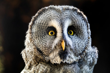Great grey owl