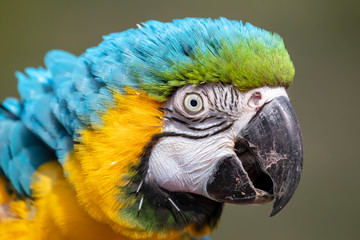 Blue and yellow macaw