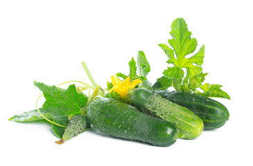 cucumber with leaf and flower natural vegetables organic food isolated on white background