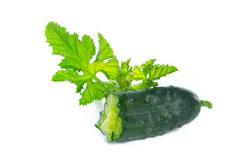 Cucumbers with leaves on white background.