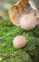 Puffball mushrooms on a stump