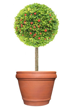 Topiary of red flower Ixora plant on the terracotta clay pot container isolated on white background for formal European style garden