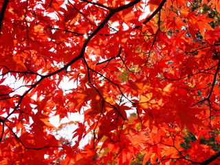 紅葉