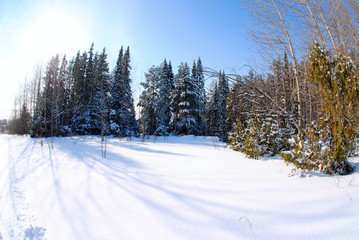 beautiful winter in the forest