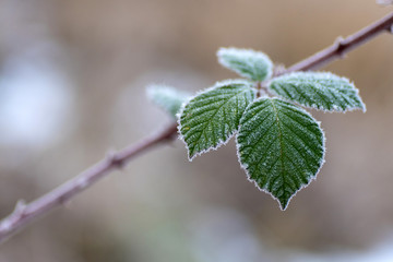 Plante givrée