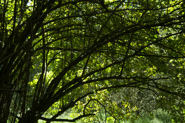 forest arch