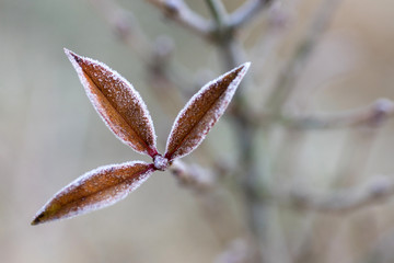 Plante givrée