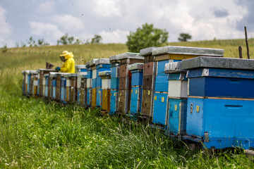Obraz premium Beekeeper