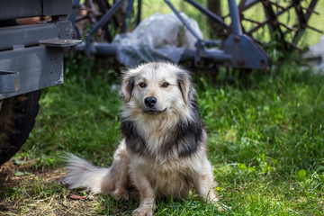 Dog