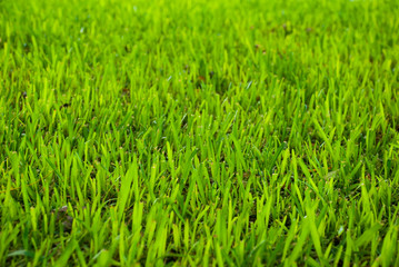 Bright green grass in macro close up with dry leaves..Nature background.