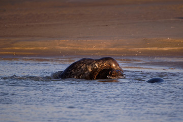 Fototapeta premium Combat de phoques