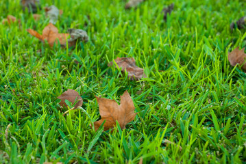 Bright green grass in macro close up with dry leaves..Nature background.