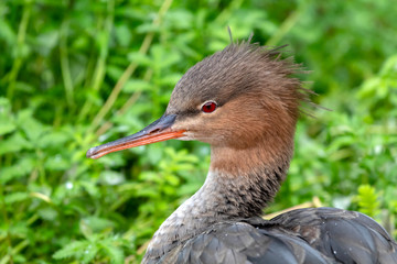 common merganser portrait